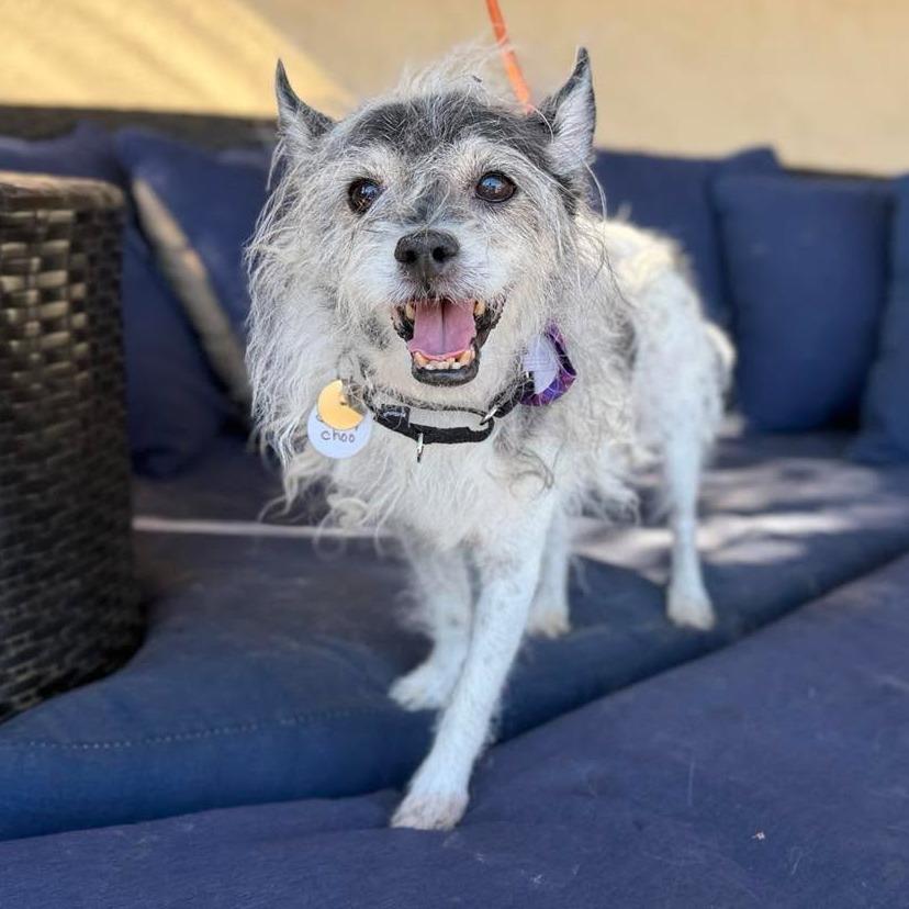 Enlarge Jimmy Choo, a Adoptable Cairn Terrier in Ramona, CA image 3/5