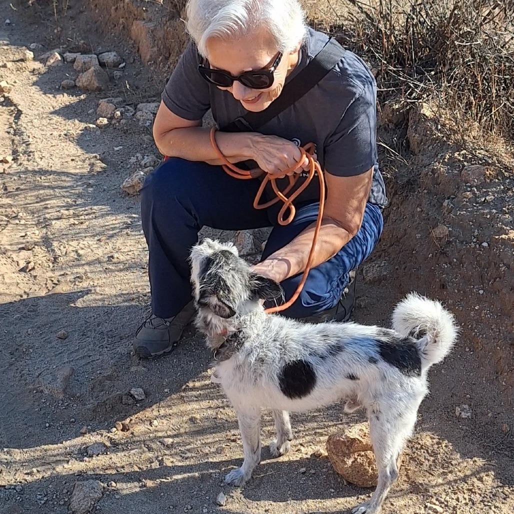 Enlarge Jimmy Choo, a Adoptable Cairn Terrier in Ramona, CA image 5/5