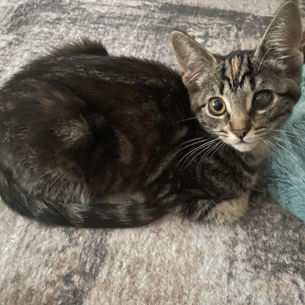 Whitney, Adoptable, Kitten Female Domestic Short Hair.