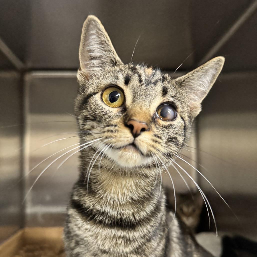 Enlarge Whitney, a Adoptable Domestic Short Hair in Hemet, CA image 2/4