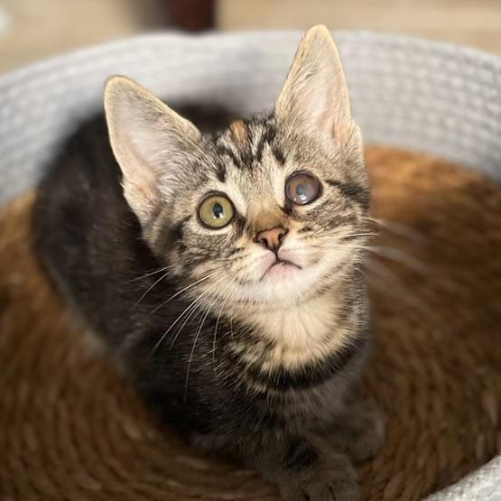Enlarge Whitney, a Adoptable Domestic Short Hair in Hemet, CA image 4/4