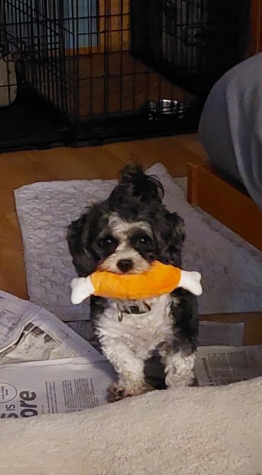 Mary Jane, a ADOPTABLE Cavapoo in Conesus, NY image 1/4