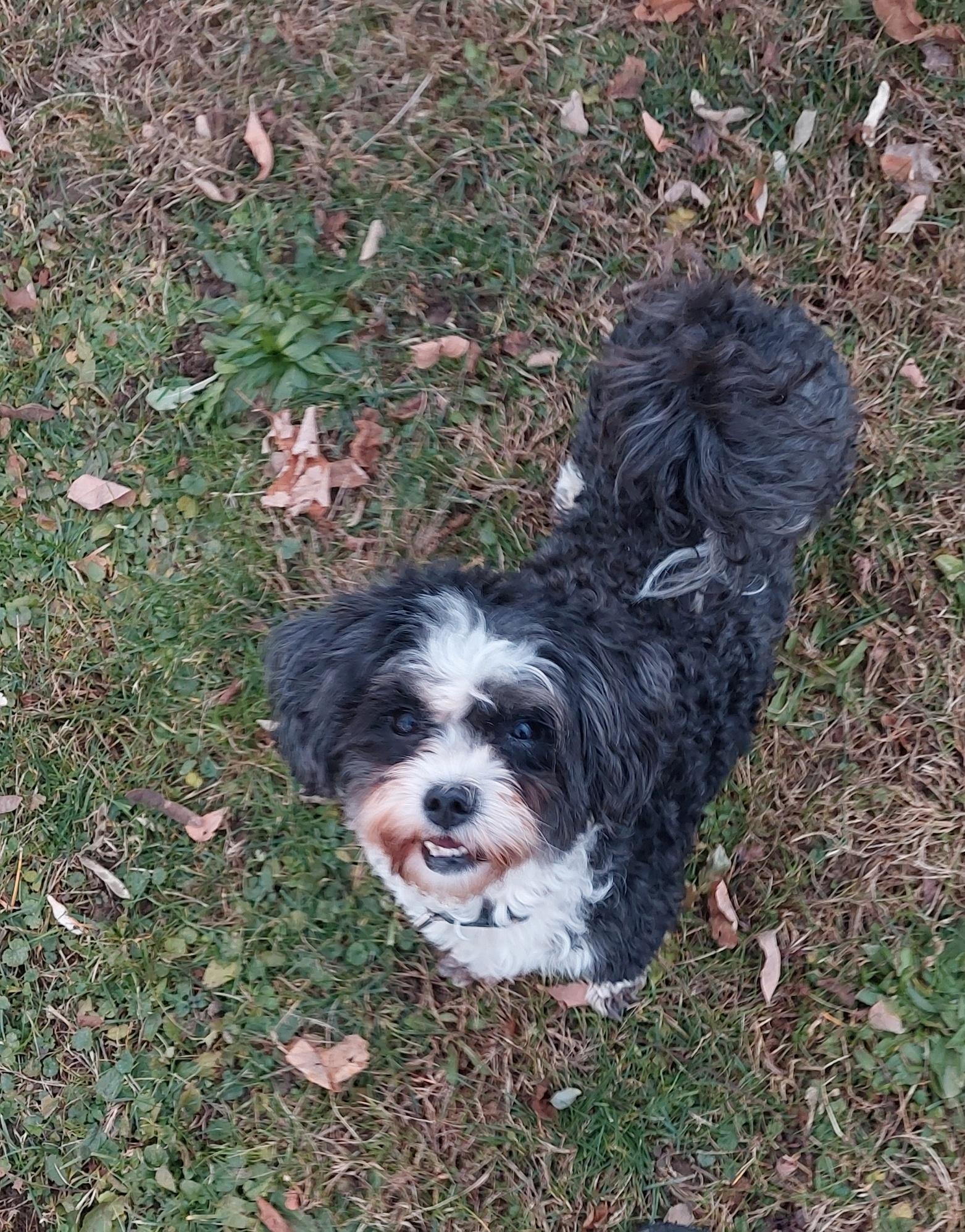 Mary Jane, a ADOPTABLE Cavapoo in Conesus, NY image 2/4