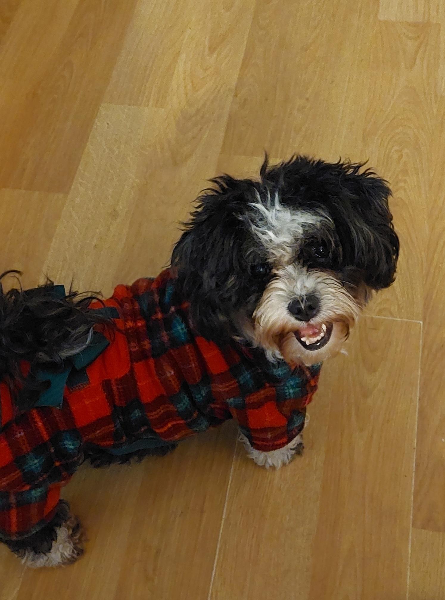 Enlarge Mary Jane  ~`foster to adopt~, a ADOPTABLE Cavapoo in Conesus, NY image 1/5