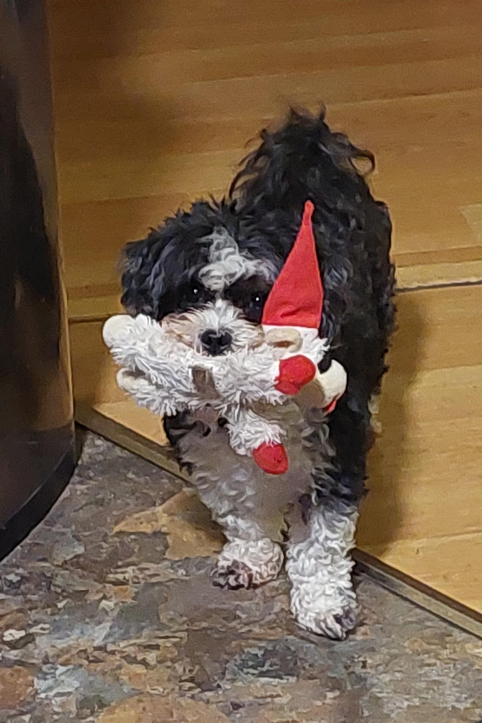 Mary Jane, a ADOPTABLE Cavapoo in Conesus, NY image 4/4