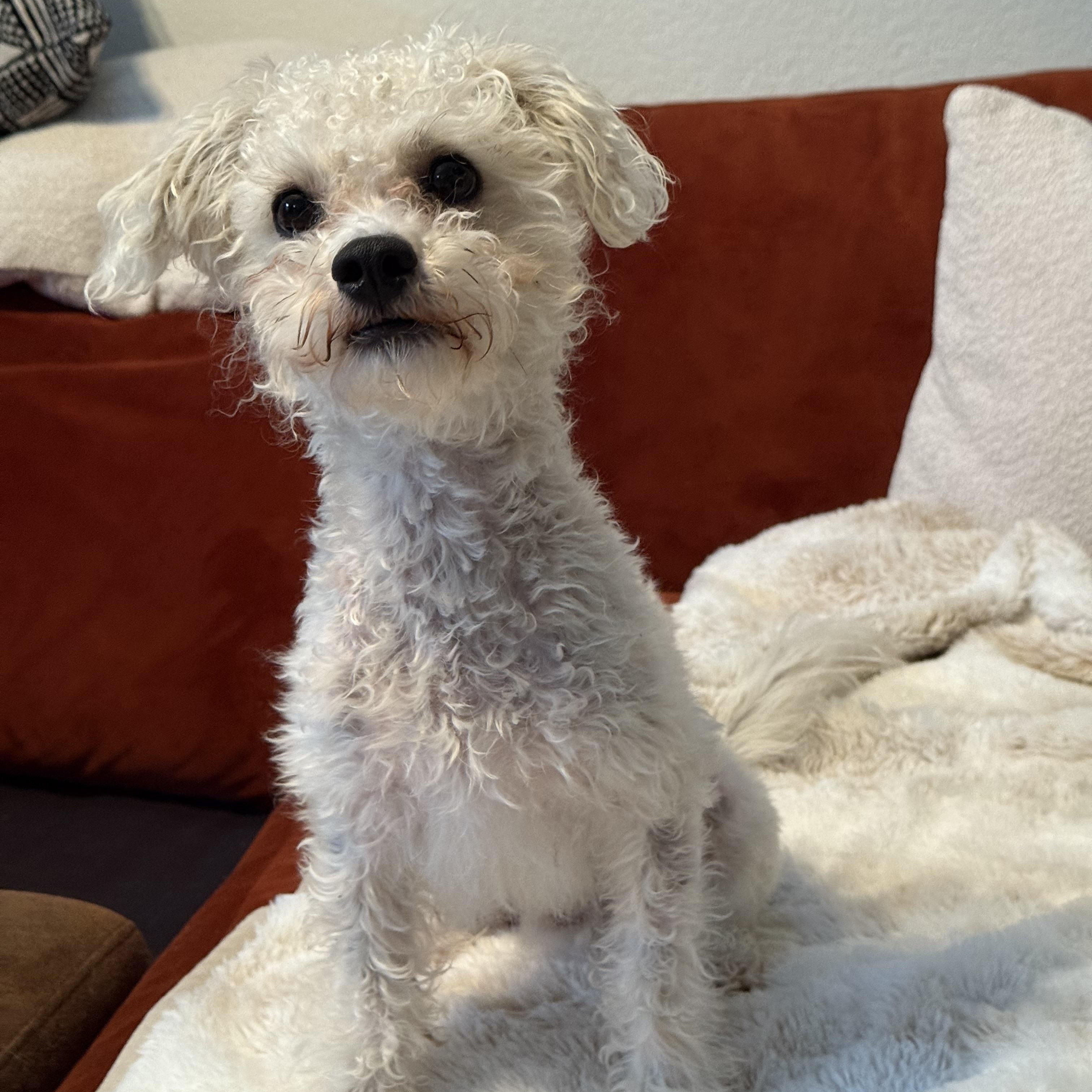 Enlarge Bentley, a Adoptable mixed breed in Coppell, TX image 2/2