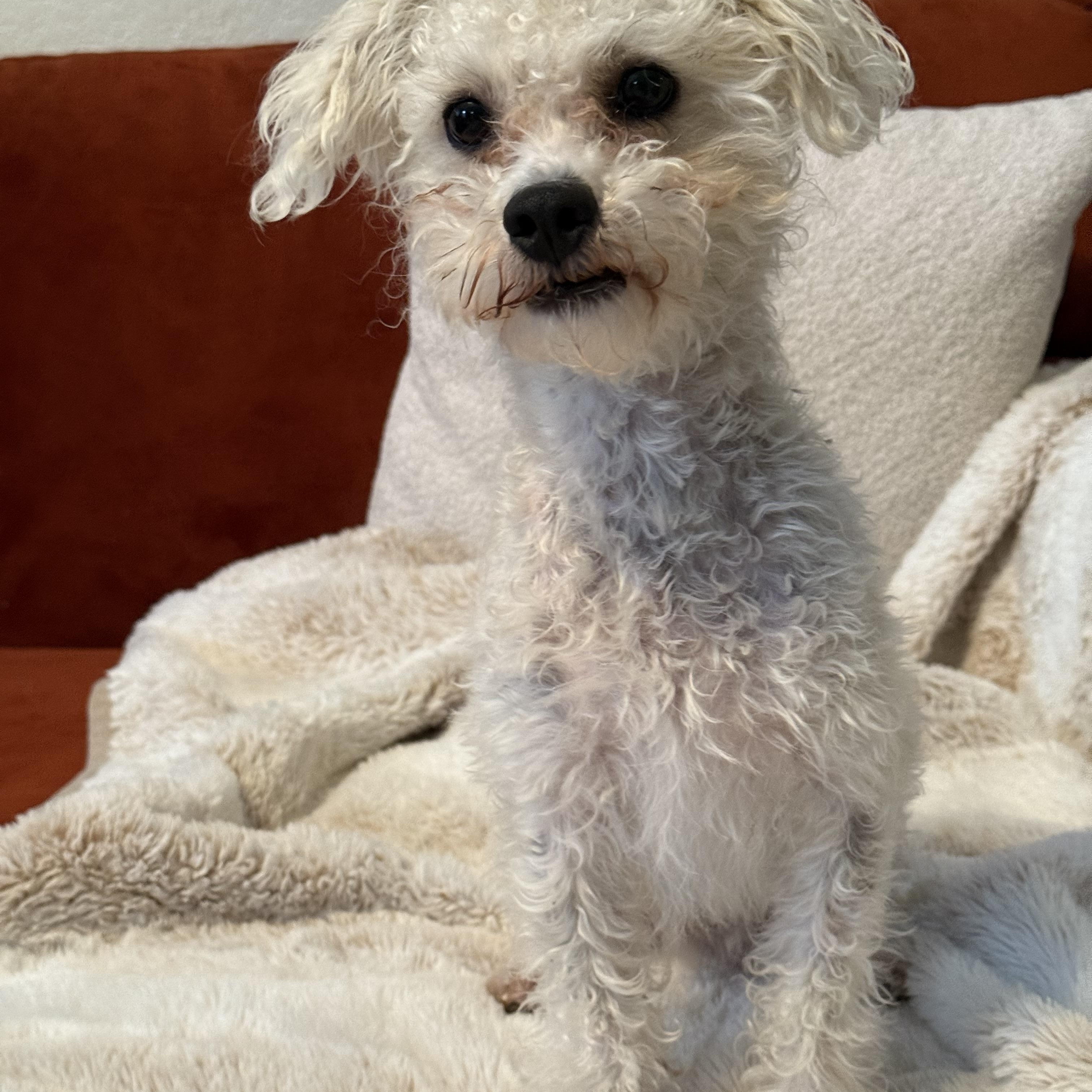 Enlarge Bentley, a Adoptable mixed breed in Coppell, TX image 1/2