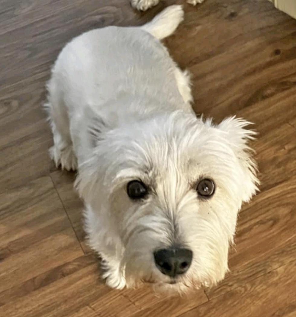 Obi Wan: bonded to Leia in central Florida, Adopted, Young Male West Highland White Terrier / Westie.