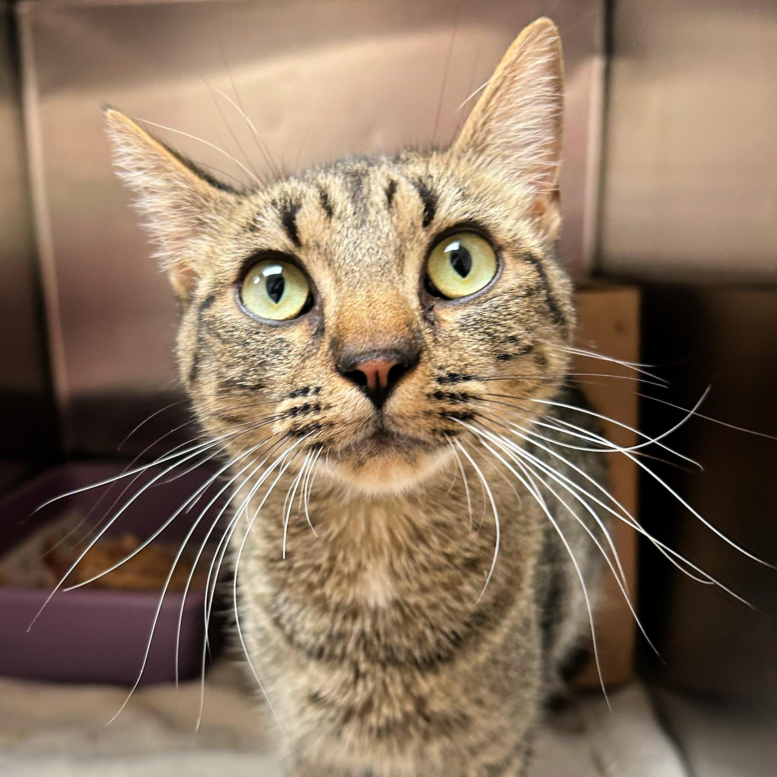 Mitzi, ADOPTABLE, Adult Female Domestic Short Hair.