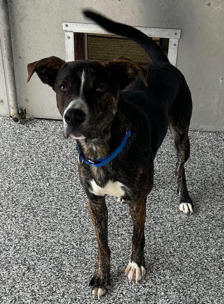 Enlarge Hank, a Adoptable mixed breed in Sidney, NY image 1/2