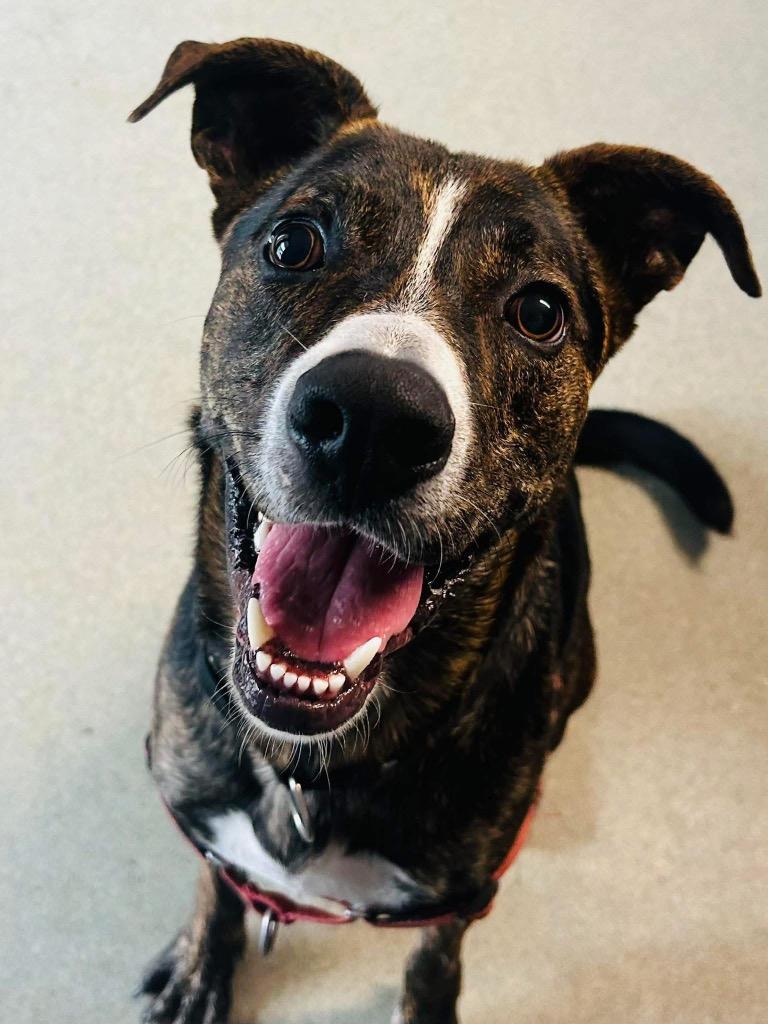 Enlarge Hank, a Adoptable mixed breed in Sidney, NY image 2/2