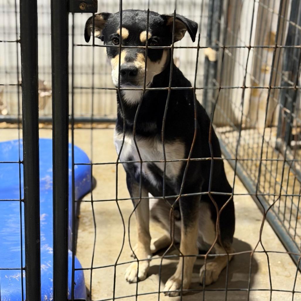 Zero, a Adoptable mixed breed in Fort Smith, AR image 1/2