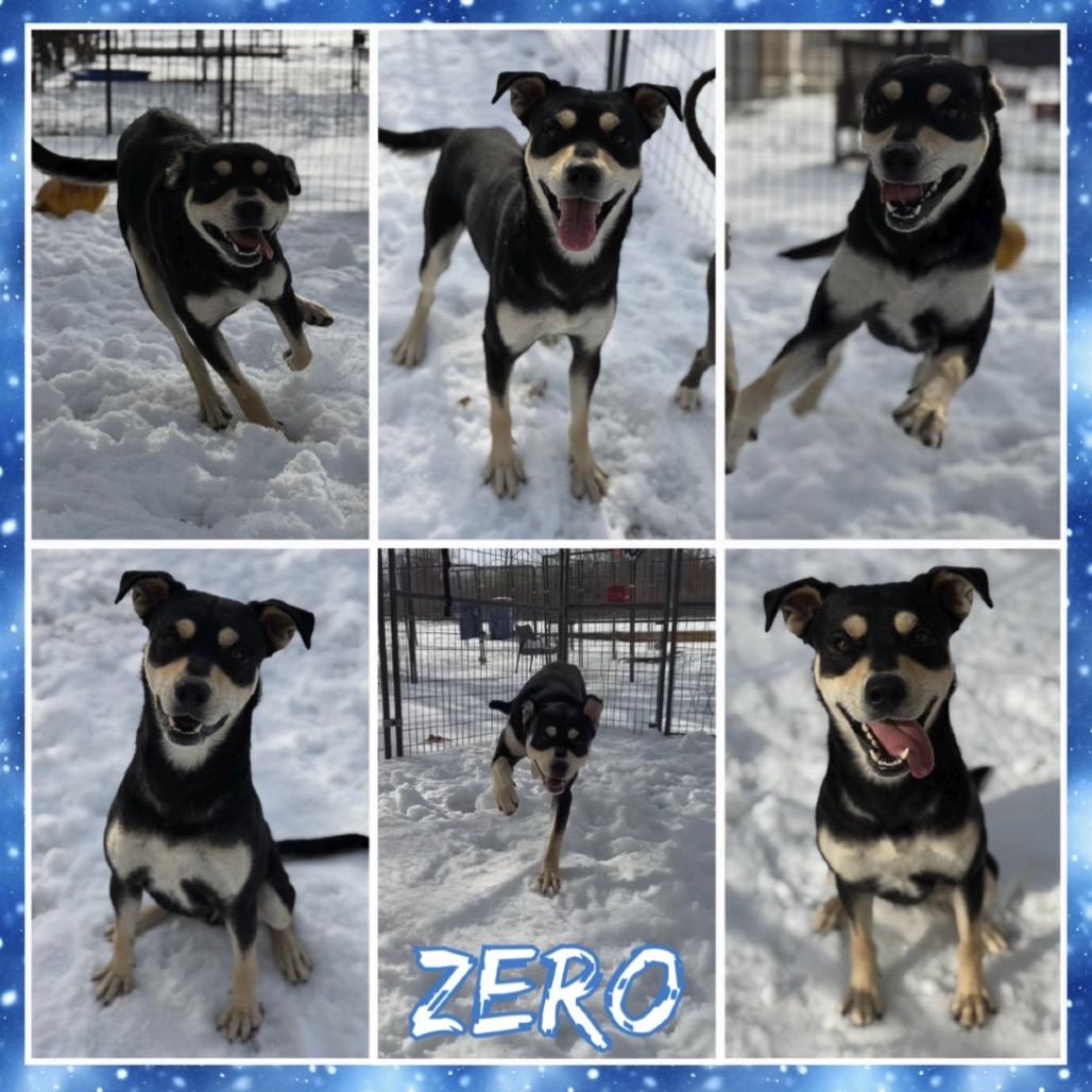 Zero, a Adoptable mixed breed in Fort Smith, AR image 2/2