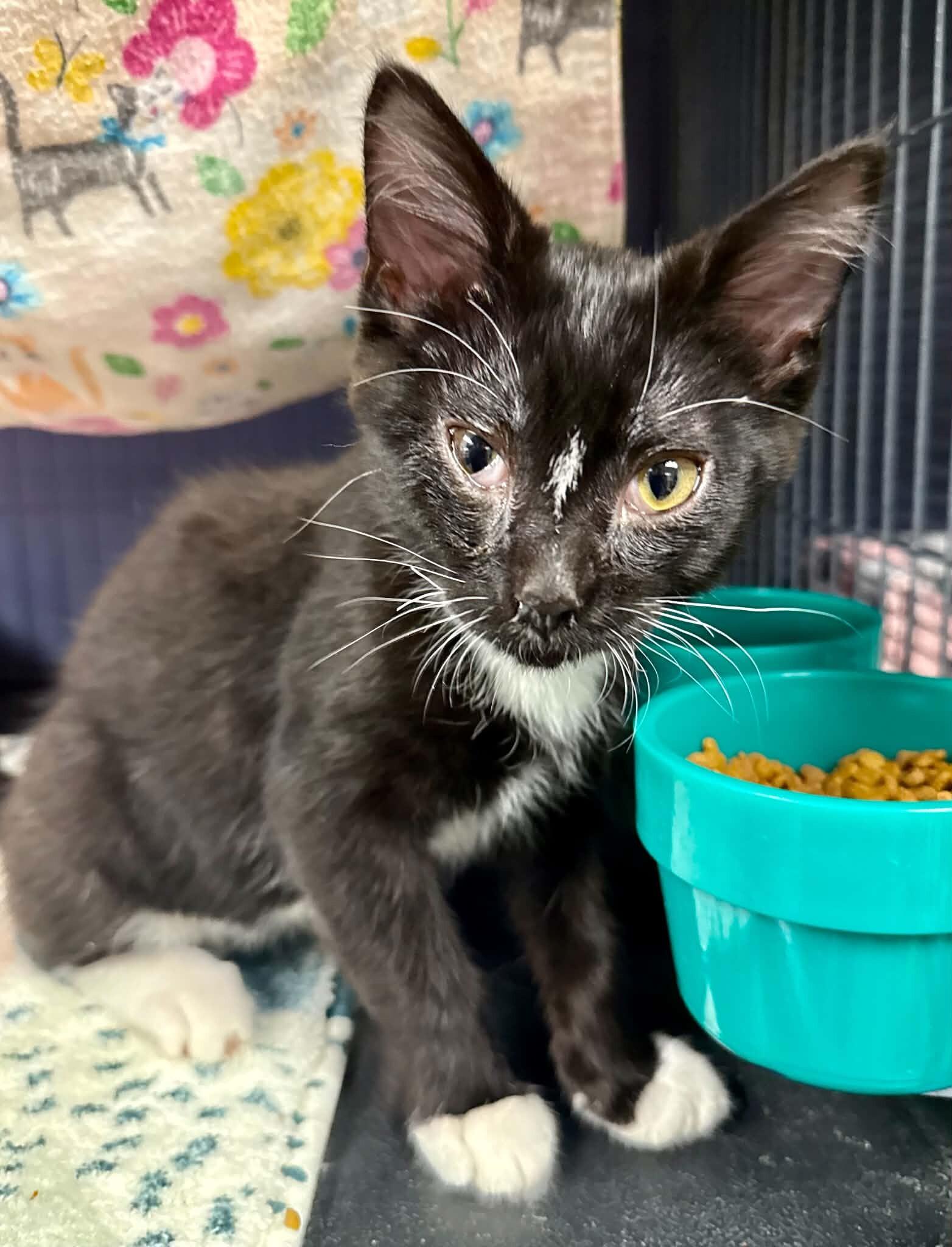 Enlarge Marlowe, a Adoptable Domestic Short Hair in Belton, MO image 2/2