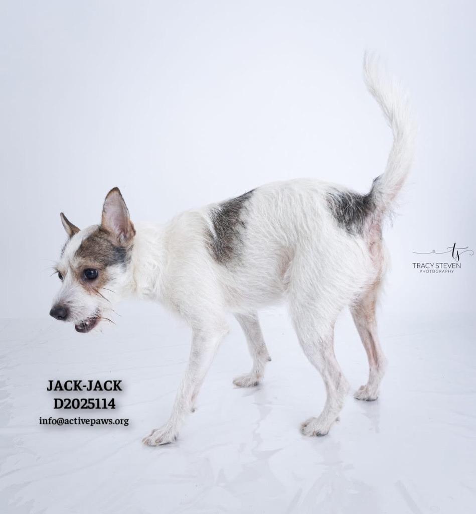 Jack-Jack, Adoptable, Young Male Terrier & Mixed Breed.