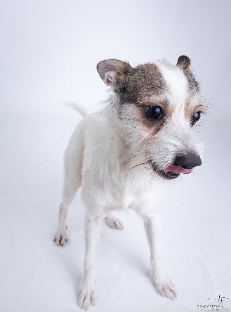 Enlarge Jack-Jack, a Adoptable mixed breed in CONROE, TX image 2/5