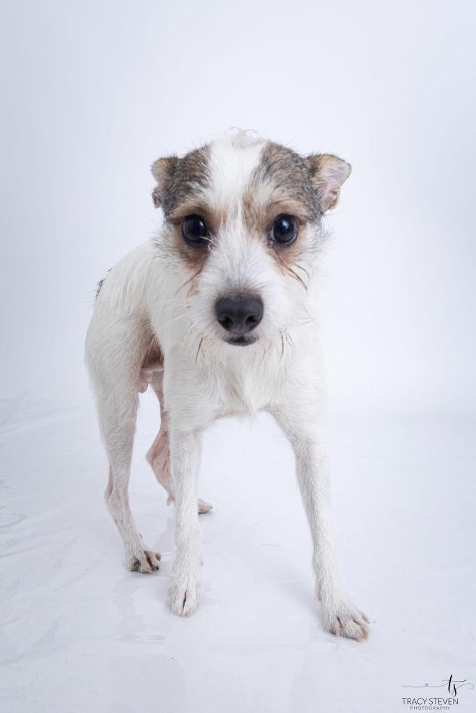 Enlarge Jack-Jack, a Adoptable mixed breed in CONROE, TX image 3/5
