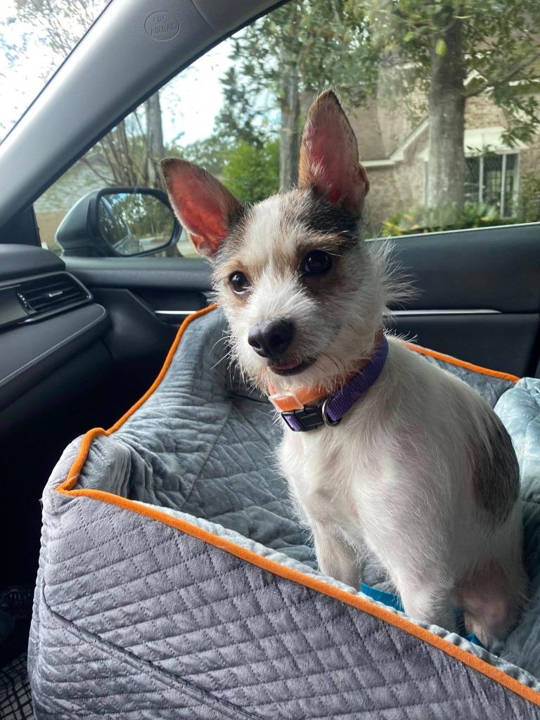 Enlarge Jack-Jack, a Adoptable mixed breed in CONROE, TX image 4/5