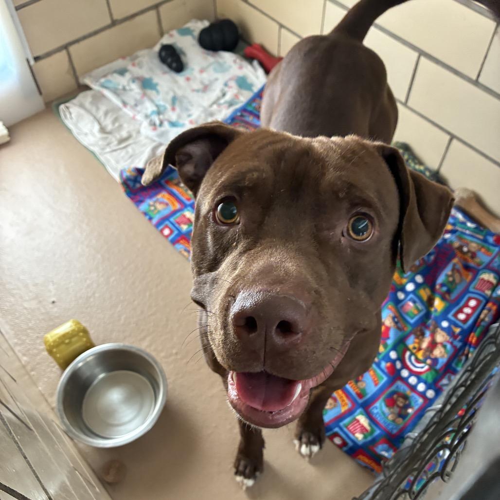 Enlarge Bello, a ADOPTABLE mixed breed in Homewood, IL image 1/2