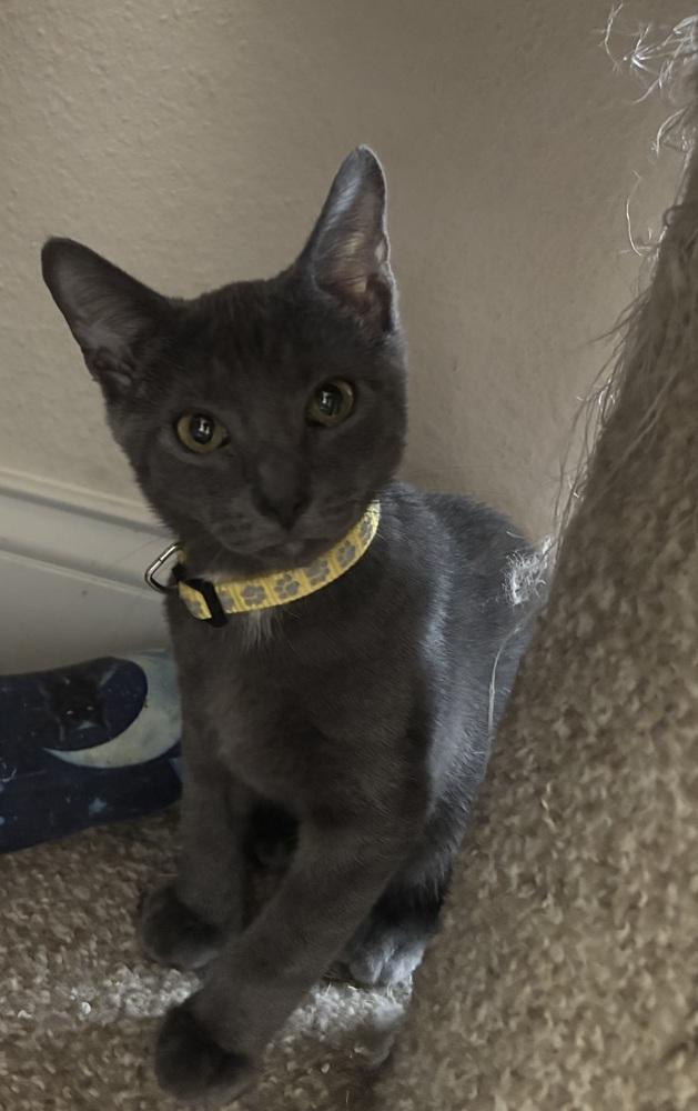 Enlarge Sterling, a Adoptable mixed breed in Brandon, FL image 1/6