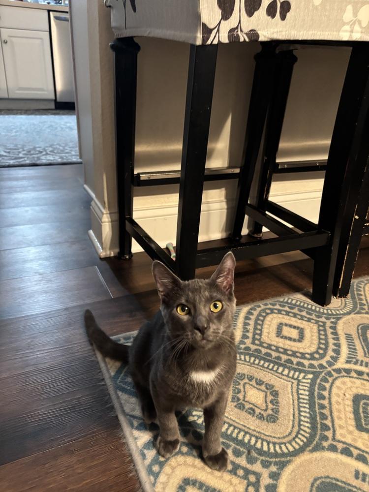 Enlarge Sterling, a Adoptable mixed breed in Brandon, FL image 2/6