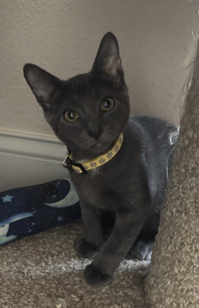 Enlarge Sterling, a Adoptable mixed breed in Brandon, FL image 3/6