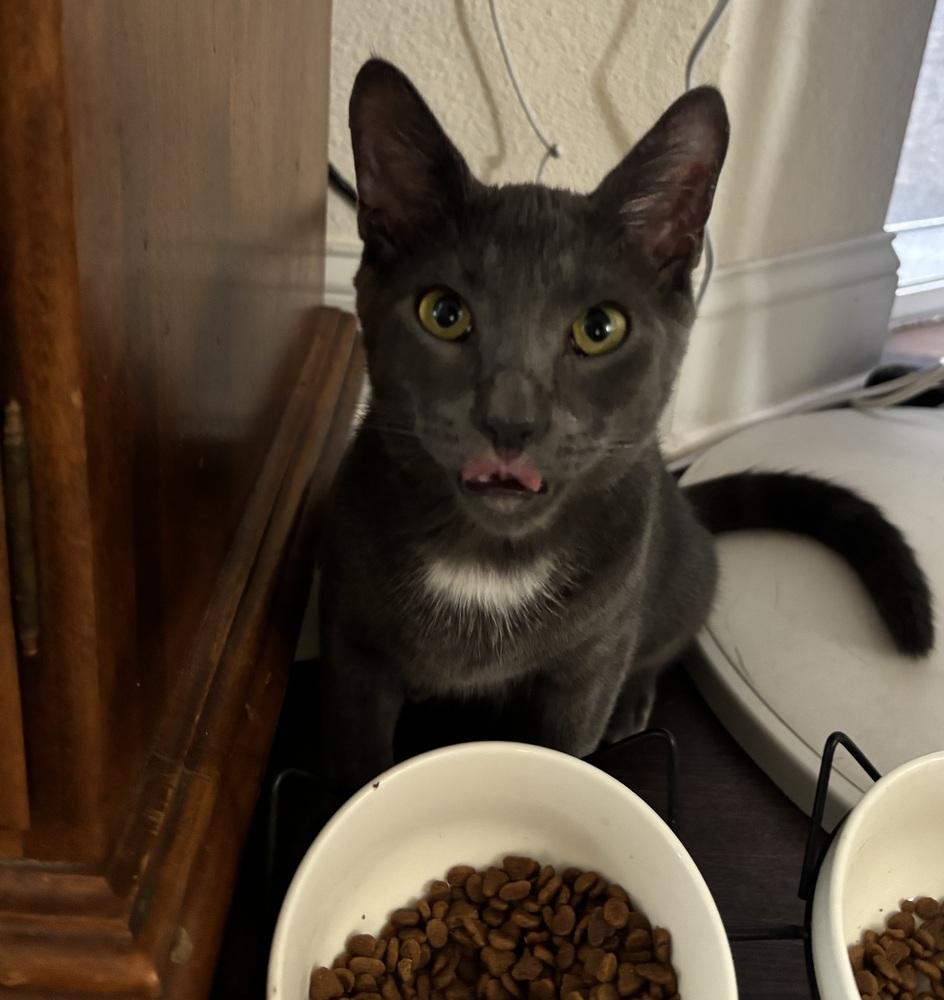 Enlarge Sterling, a Adoptable mixed breed in Brandon, FL image 5/6