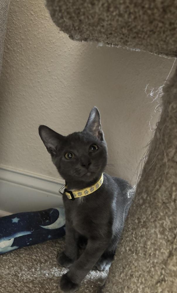 Enlarge Sterling, a Adoptable mixed breed in Brandon, FL image 6/6