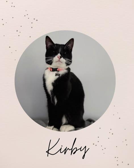 KIRBY, ADOPTABLE, Kitten Male Domestic Short Hair.