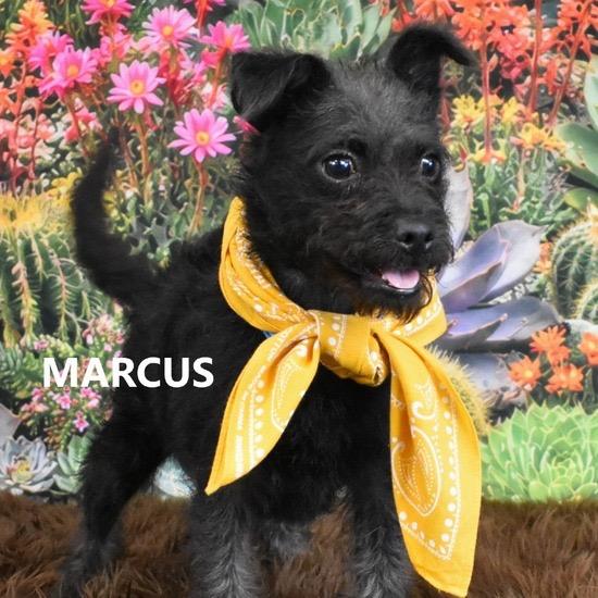 Marcus, Adoptable, Puppy Male Border Terrier & Terrier.