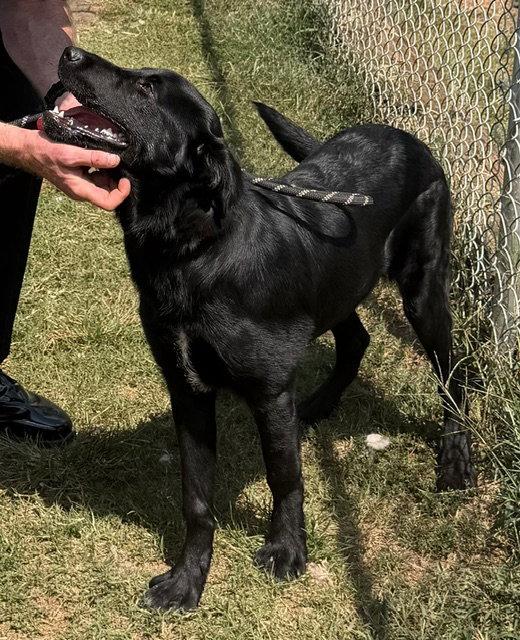 Enlarge Ollie, a Adoptable Labrador Retriever in Carrollton, GA image 1/3