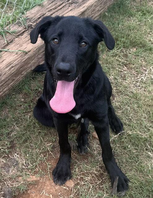 Enlarge Ollie, a Adoptable Labrador Retriever in Carrollton, GA image 2/3