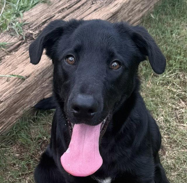 Enlarge Ollie, a Adoptable Labrador Retriever in Carrollton, GA image 3/3