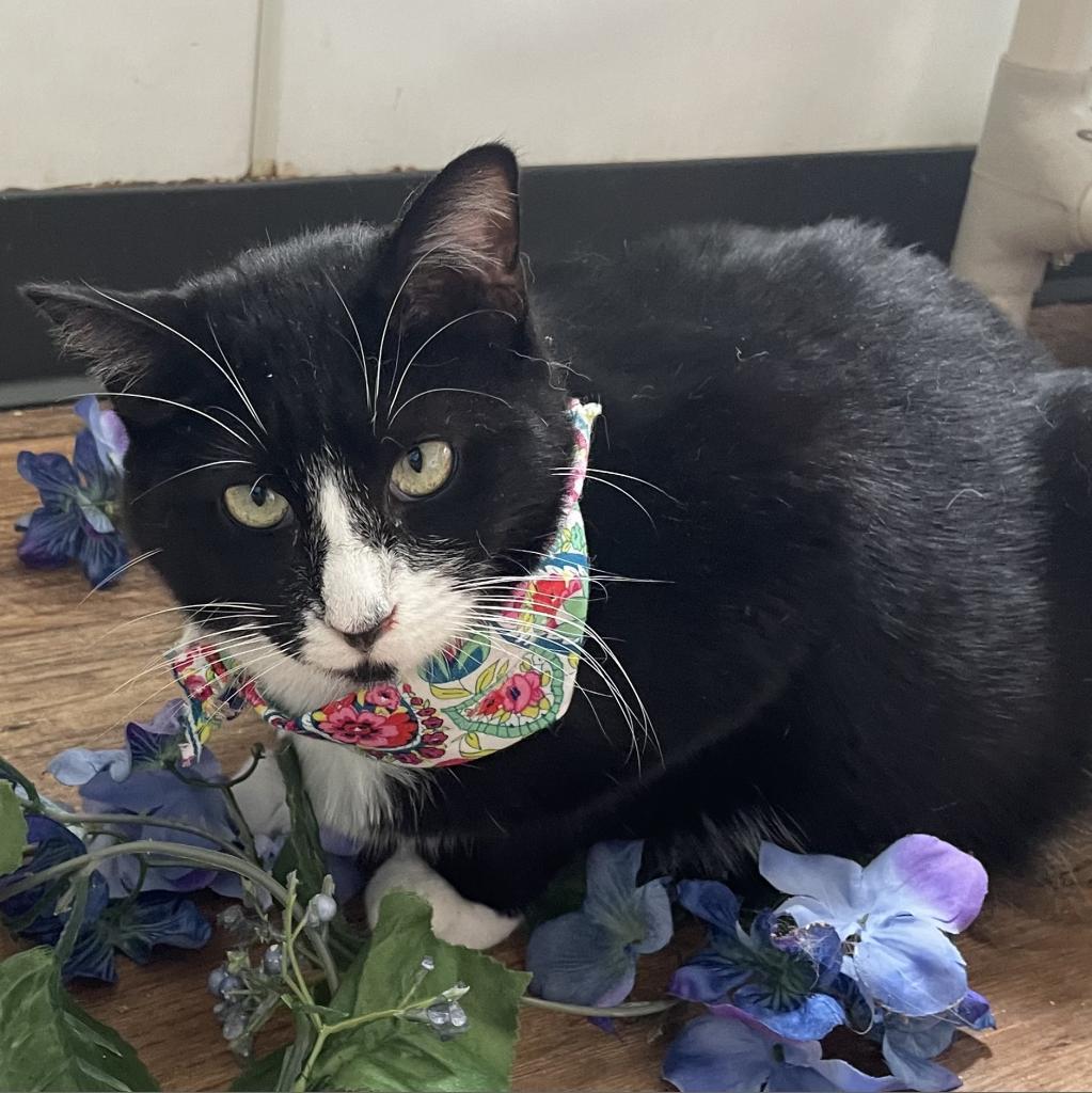 Luz, Adoptable, Adult Female Domestic Short Hair.