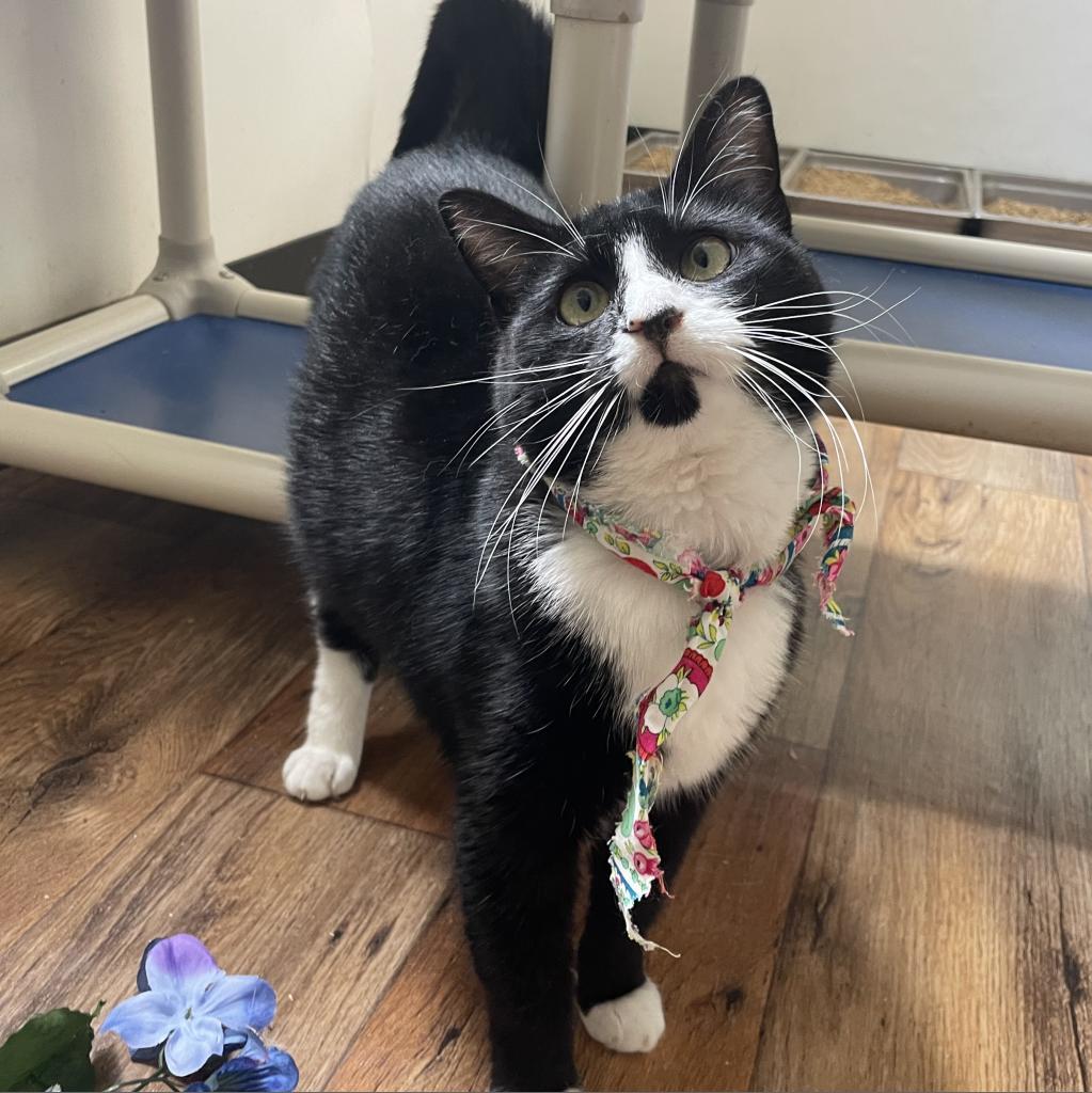 Luz, a Adoptable Domestic Short Hair in Lucedale, MS image 2/6