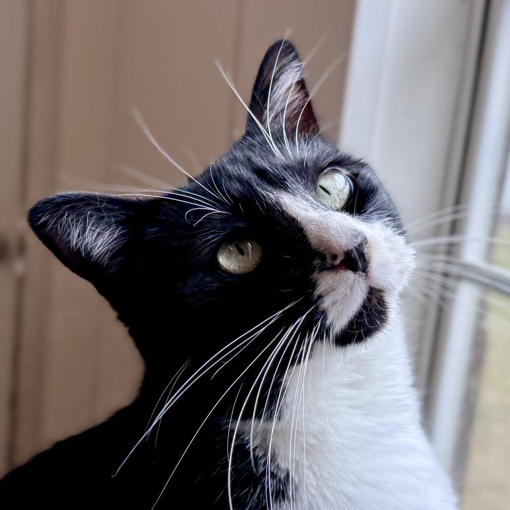 Luz, a Adoptable Domestic Short Hair in Lucedale, MS image 3/6