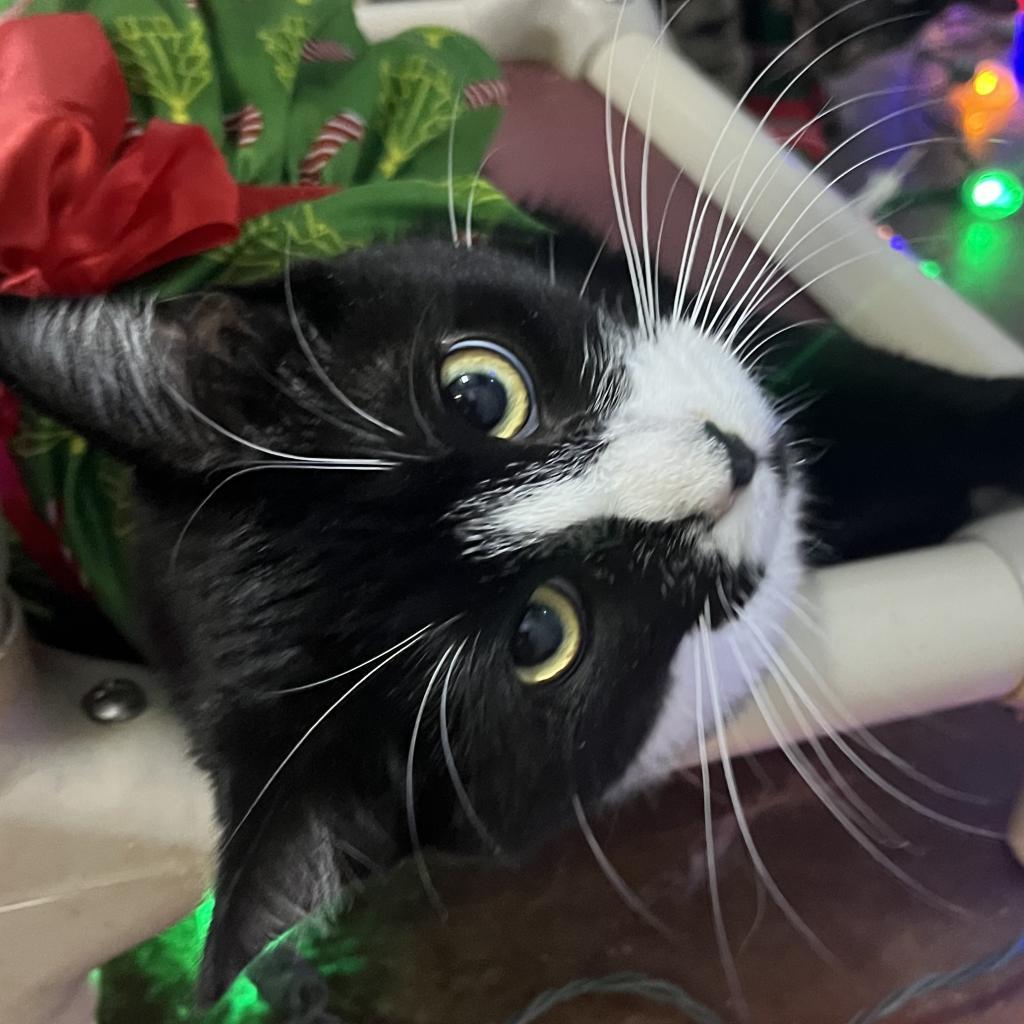 Luz, a Adoptable Domestic Short Hair in Lucedale, MS image 5/6