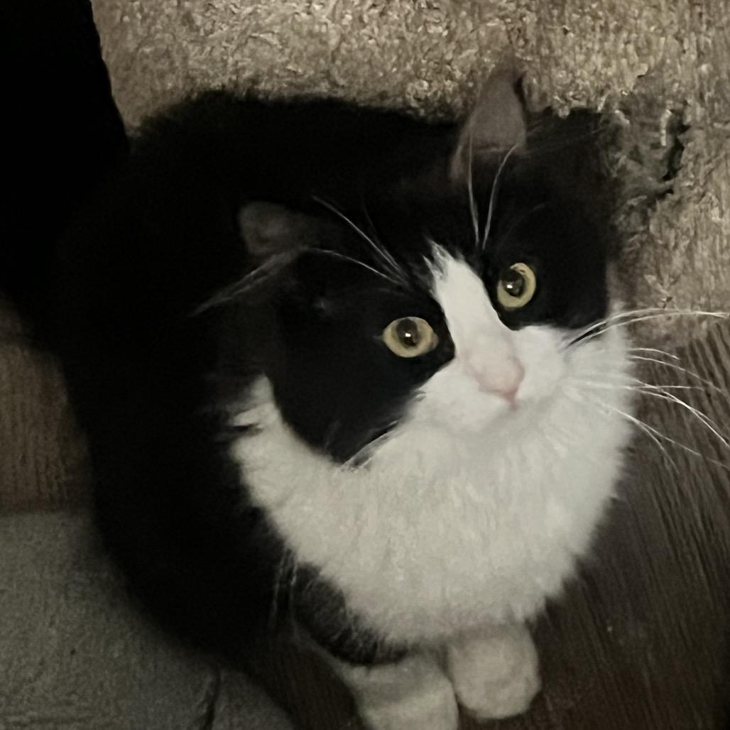 Vera, Adoptable, Young Female Domestic Long Hair.