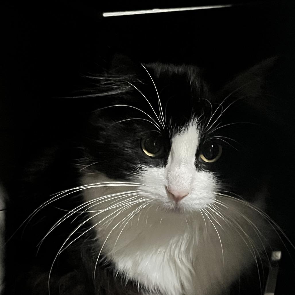 Enlarge Vera, a Adoptable Domestic Long Hair in Sioux Falls, SD image 2/4
