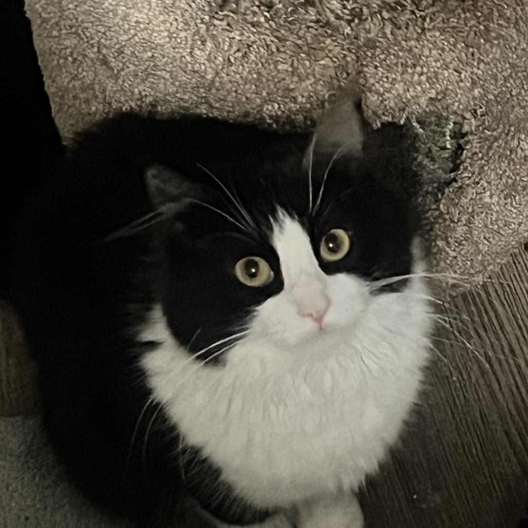 Enlarge Vera, a Adoptable Domestic Long Hair in Sioux Falls, SD image 3/4