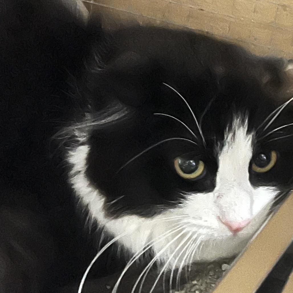 Enlarge Vera, a Adoptable Domestic Long Hair in Sioux Falls, SD image 4/4