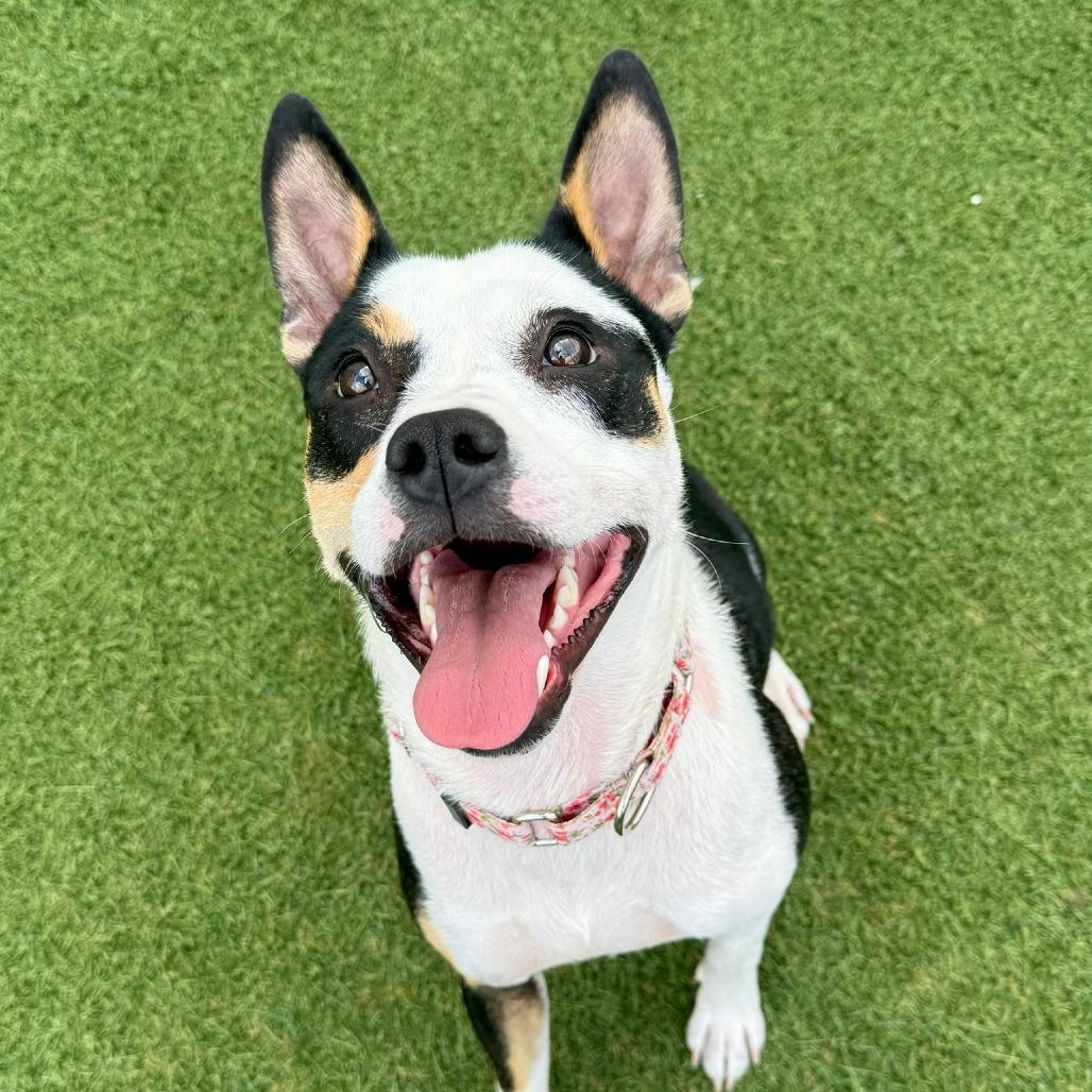 Enlarge Tia, a Adoptable Mixed Breed in Houston, TX image 4/6