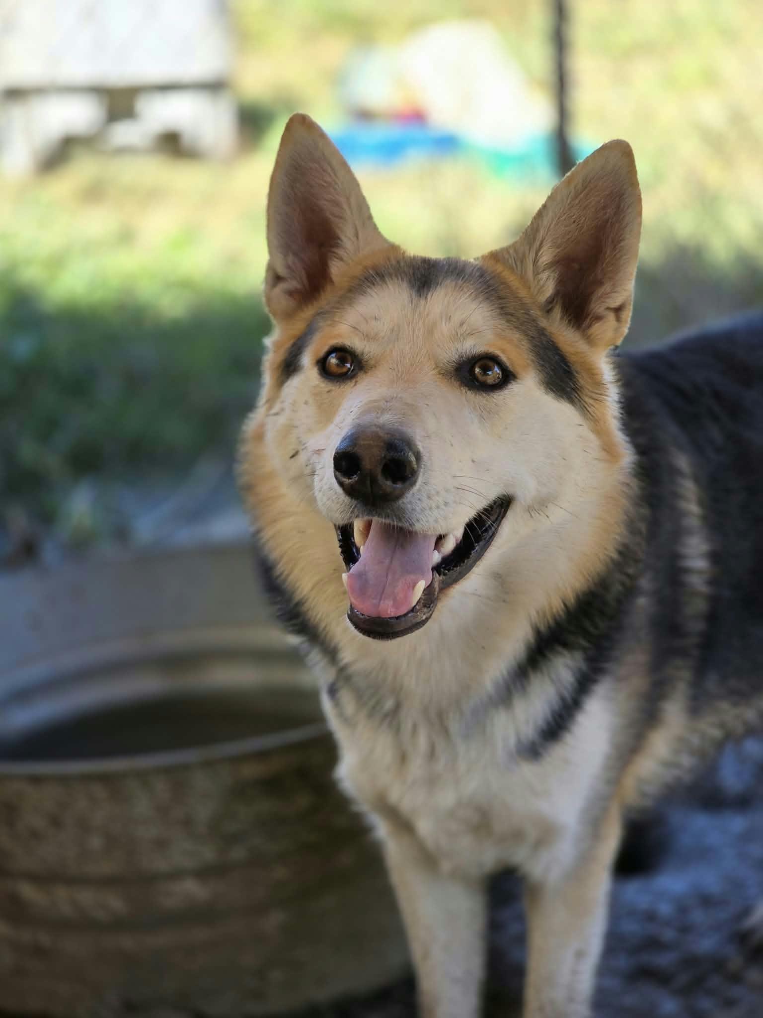 Enlarge Jenner, a Adoptable mixed breed in Oakville, WA image 3/5