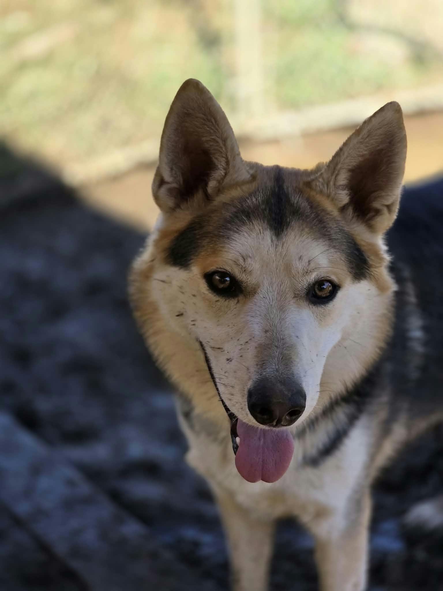 Enlarge Jenner, a Adoptable mixed breed in Oakville, WA image 1/5