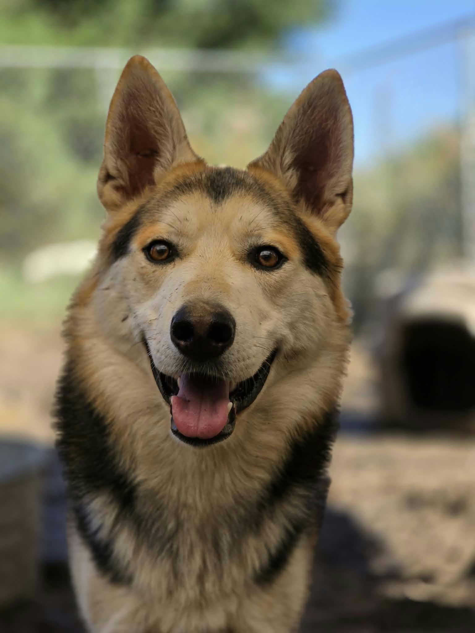 Enlarge Jenner, a Adoptable mixed breed in Oakville, WA image 2/5