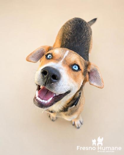 Enlarge Isabela, a Adoptable mixed breed in Fresno, CA image 1/1