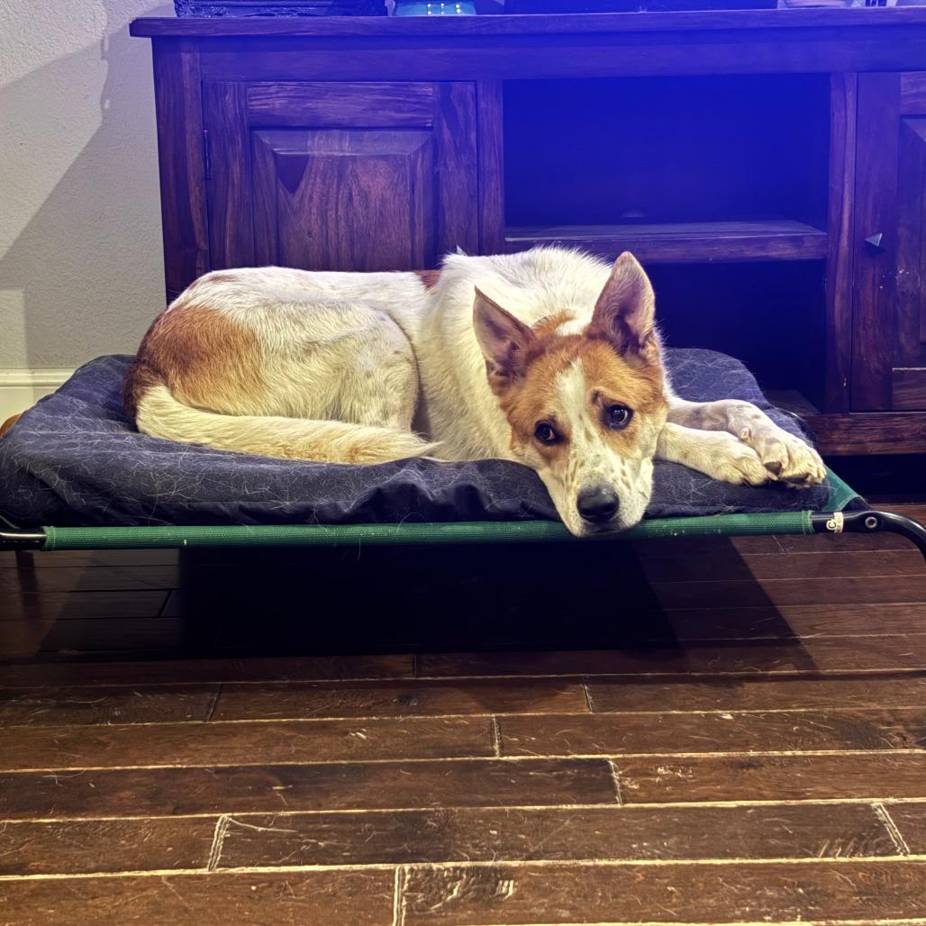 Chester, Adoptable, Adult Male Cattle Dog & Mixed Breed.