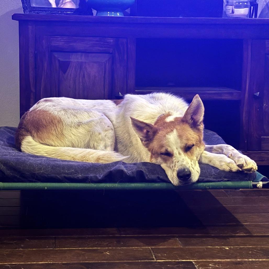 Chester, a Adoptable mixed breed in Fayetteville, AR image 3/6