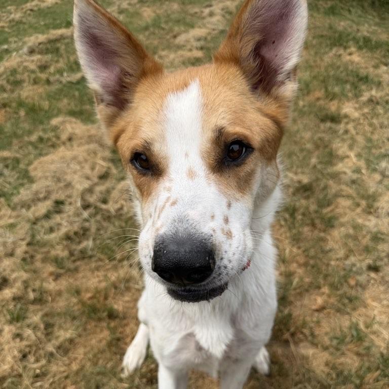 Chester, a Adoptable mixed breed in Fayetteville, AR image 4/6