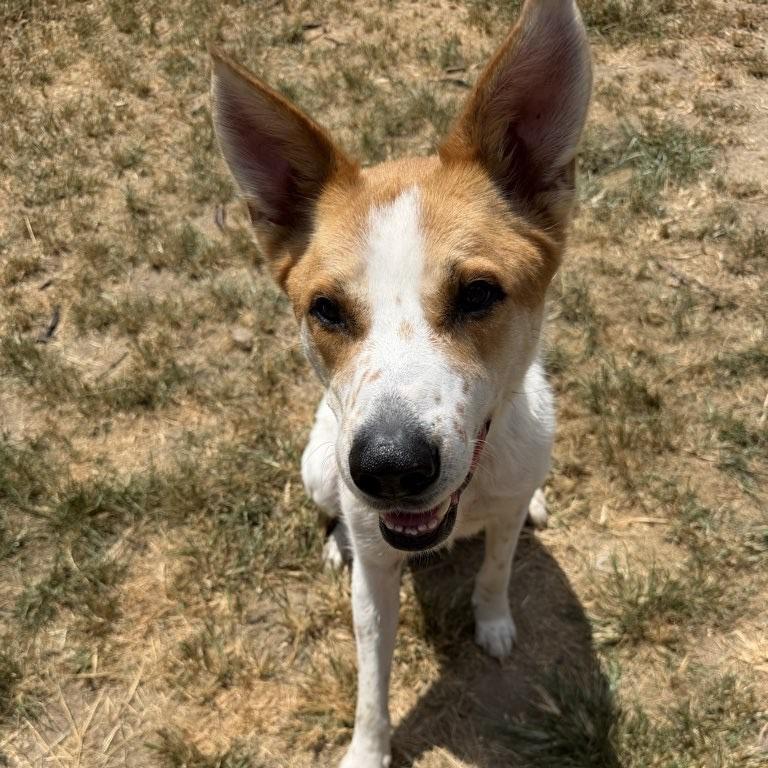 Chester, a Adoptable mixed breed in Fayetteville, AR image 5/6